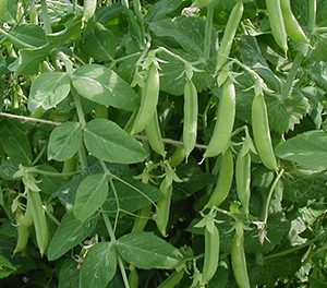 Горох - Усатый кормовой