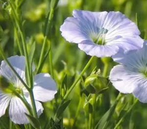 Лен масличный