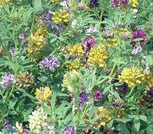 Люцерна изменчивая (Виктория)