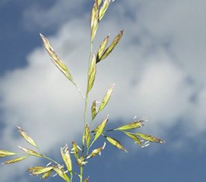 Овсяница тростник (Лосинка)