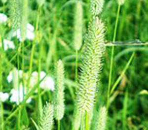 Тимофеевка луговая (Тавда)