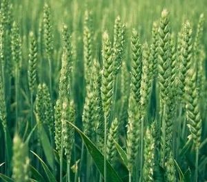 Яровая пшеница - Ульяновская 105