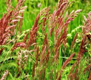 Овсяница красная (Сигма)