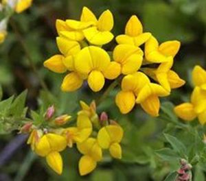 Лядвенец рогатый (Солнышко)