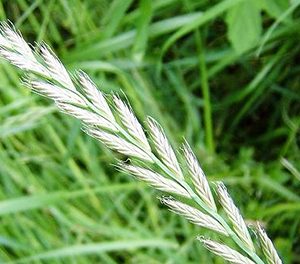 Райграс пастбищный - Гусляр