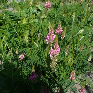 Эспарцет песчаный - Петушок