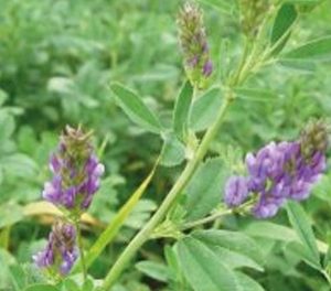 Люцерна изменчивая (ВЕГА 87)