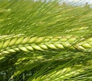 Ячмень яровой (ВЕЛЕС)