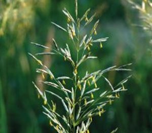 Овсяница луговая (БИНАРА)