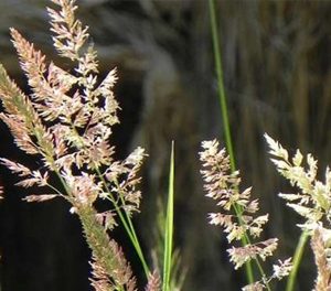 Мятлик луговой - ДАР