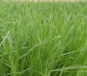 Овсяница луговая - ПАМЯТИ ЕНИКЕЕВА