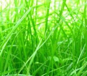 Райграс однолетний - РАПИД