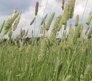 Тимофеевка луговая (ВИК 911)